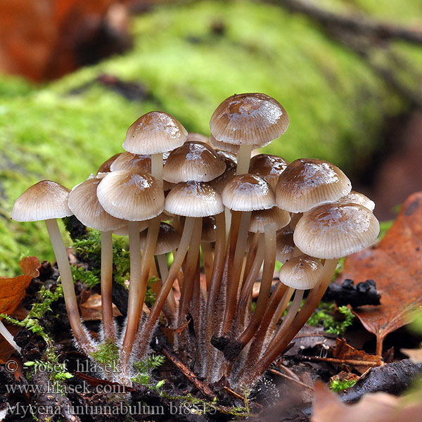 Mycena tintinnabulum bi8515