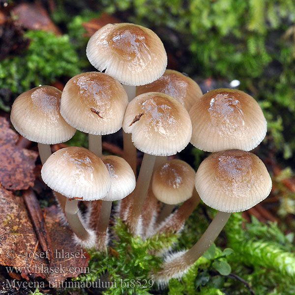 Zvončkuljasta čeladica Mycena tintinnabulum Winter Bonnet