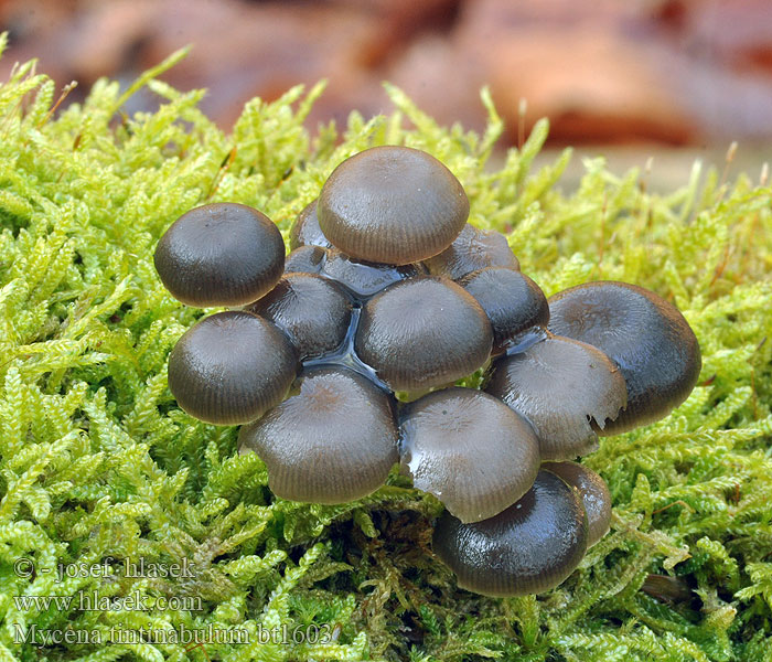 Mycena tintinnabulum Winter Bonnet