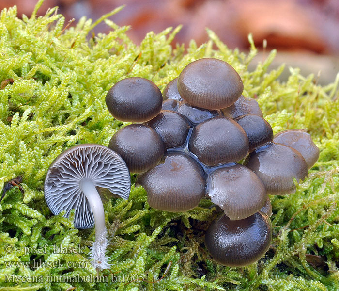 Mycena tintinnabulum Winterhelmling Winter-Helmling