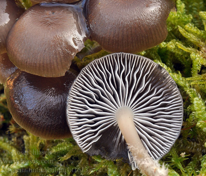 Mycena tintinnabulum Helmovka pařezová