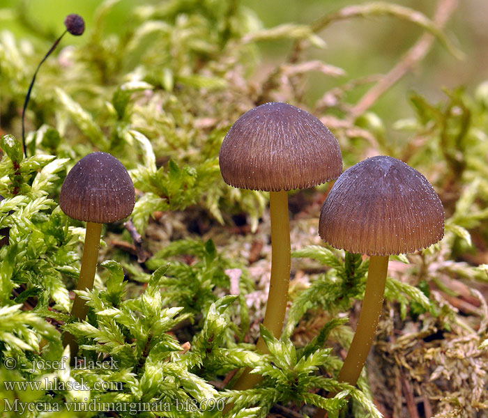 Mycena viridimarginata Helmovka zelenobřitá