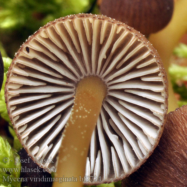 Mycena viridimarginata bf8724