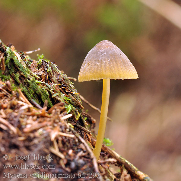 Mycène arête verte Groensnedemycena Olivenbrun luthette
