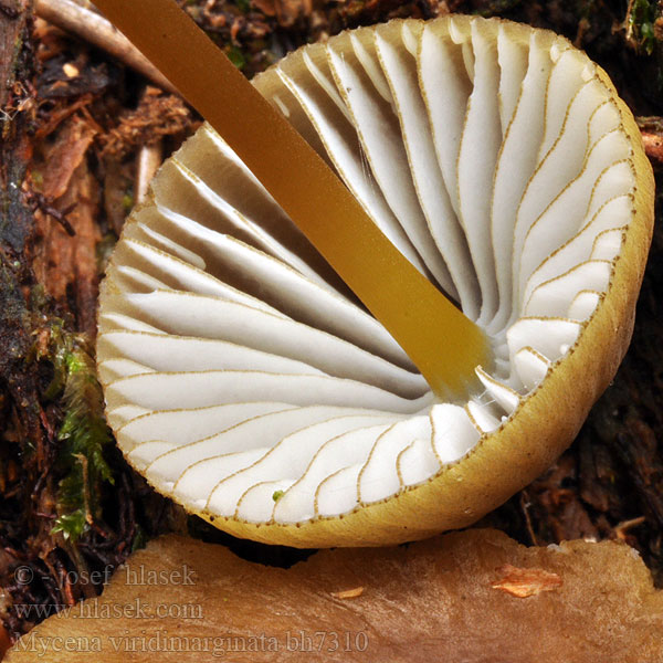 Prilbička zelenoobrúbená Gröneggad hätta Mycena viridimarginata