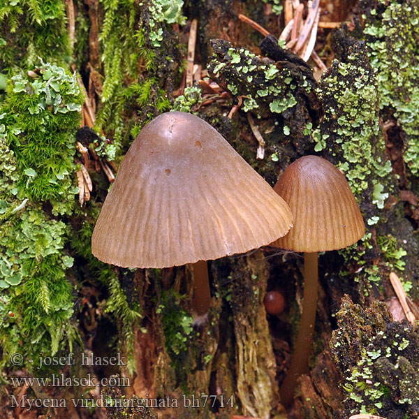 Mycena viridimarginata bh7714