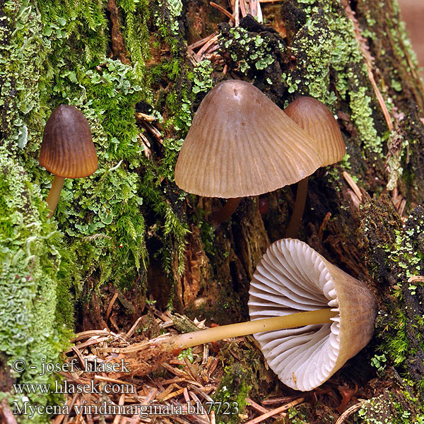 Mycena viridimarginata bh7723