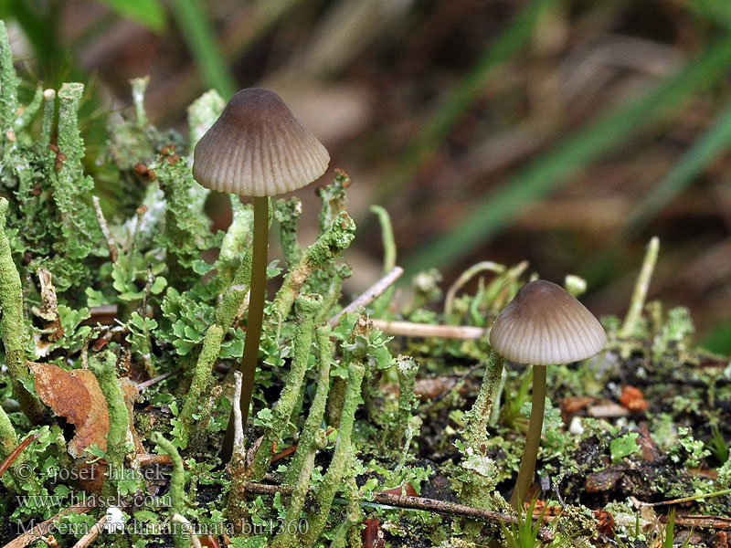 Mycena viridimarginata Helmovka zelenobřitá