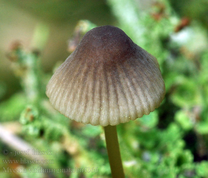 Mycena viridimarginata Grünschneidige Helmling