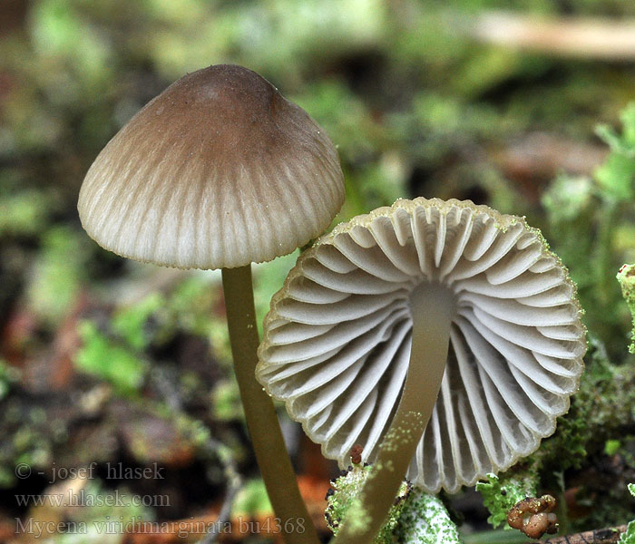 Mycena viridimarginata Stor flåhätta