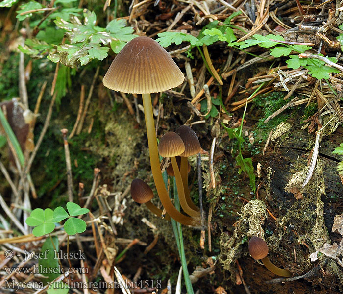 Mycena viridimarginata Meripihkahiippo