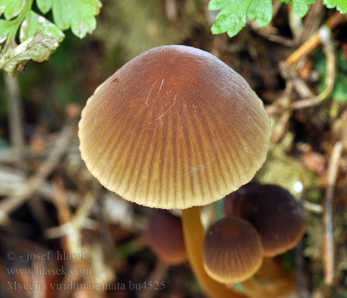 Mycena viridimarginata Mycène arête verte