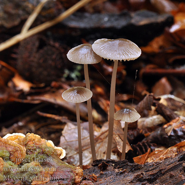 Mycena vitilis Helmovka měnlivá Snapping Bonnet Zerbrechlicher Faden-Helmling Blankstokket huesvamp Blankstilkhette Glanshätta Kiiltohiippo Mycène Odeur Iode Papilmycena Grzybówka elastyczna Мицена плетёная витилис Prilbička tenká Dolgobetna čeladica