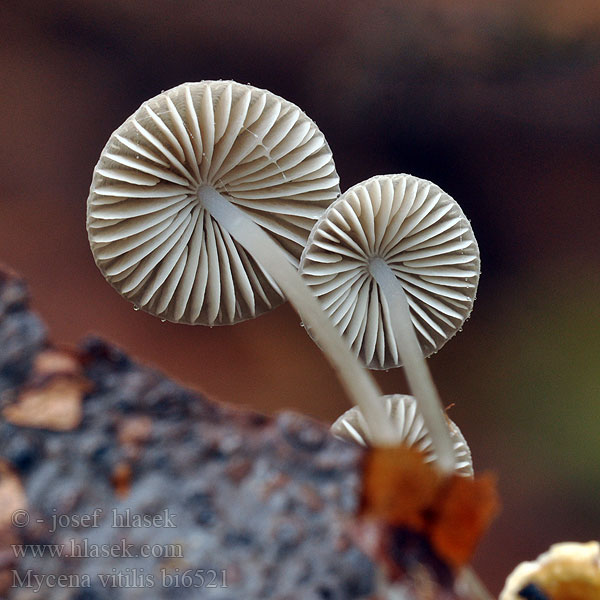 Zerbrechlicher Faden-Helmling Blankstokket huesvamp Blankstilkhette Glanshätta Kiiltohiippo Mycène Odeur Iode Papilmycena Grzybówka elastyczna Мицена плетёная витилис Prilbička tenká Dolgobetna čeladica Mycena vitilis Helmovka měnlivá Snapping Bonnet