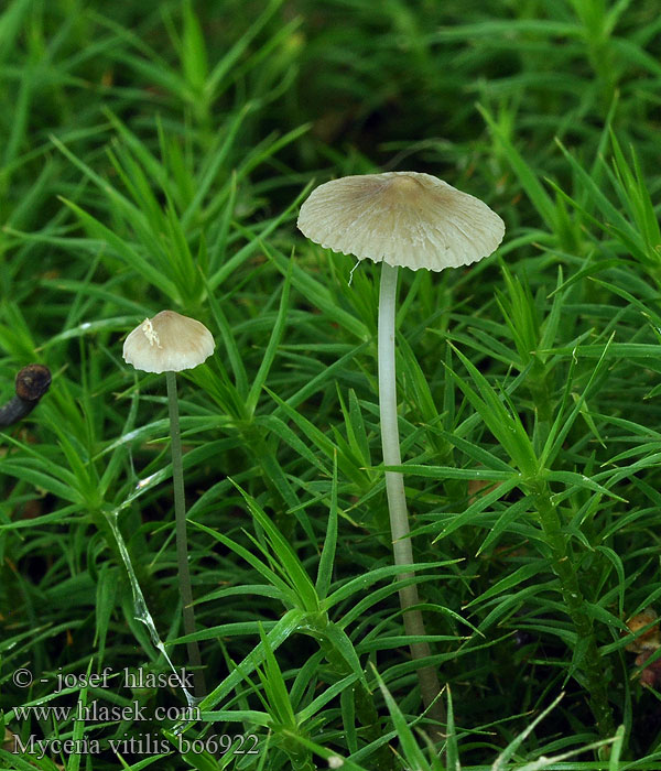 Glanshätta Kiiltohiippo Mycène Odeur Iode Papilmycena Grzybówka elastyczna Мицена плетёная витилис Prilbička tenká Dolgobetna čeladica Mycena vitilis Helmovka měnlivá Snapping Bonnet Zerbrechlicher Faden-Helmling Blankstokket huesvamp Blankstilkhette