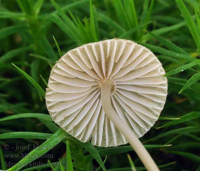 Grzybówka elastyczna Мицена плетёная витилис Prilbička tenká Dolgobetna čeladica Mycena vitilis Helmovka měnlivá Snapping Bonnet Zerbrechlicher Faden-Helmling Blankstokket huesvamp Blankstilkhette Glanshätta Kiiltohiippo Mycène Odeur Iode Papilmycena