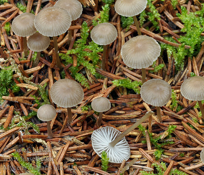 Mycena vulgaris Helmovka obecná Klibbhätta Prilbička obyčajná Мицена обыкновенная Grzybówka żelatynowoblaszkowa Klisterhette Klebriger Helmling Nyálkás kígyógomba Kleefsnedemycena Mycène commun Limahiippo Klæbrig huesvamp