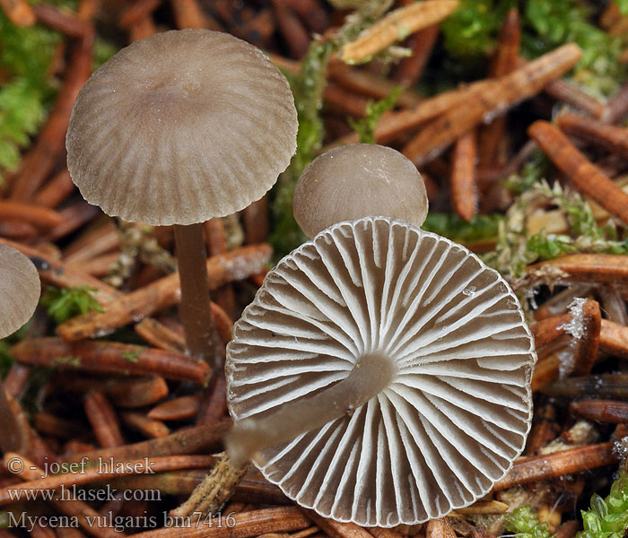 Мицена обыкновенная Grzybówka żelatynowoblaszkowa Klisterhette Klebriger Helmling Nyálkás kígyógomba Kleefsnedemycena Mycène commun Limahiippo Klæbrig huesvamp Mycena vulgaris Helmovka obecná Klibbhätta Prilbička obyčajná