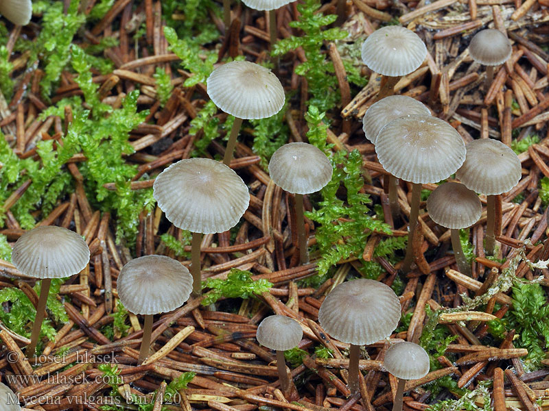 Klebriger Helmling Nyálkás kígyógomba Kleefsnedemycena Mycène commun Limahiippo Klæbrig huesvamp Mycena vulgaris Helmovka obecná Klibbhätta Prilbička obyčajná Мицена обыкновенная Grzybówka żelatynowoblaszkowa Klisterhette