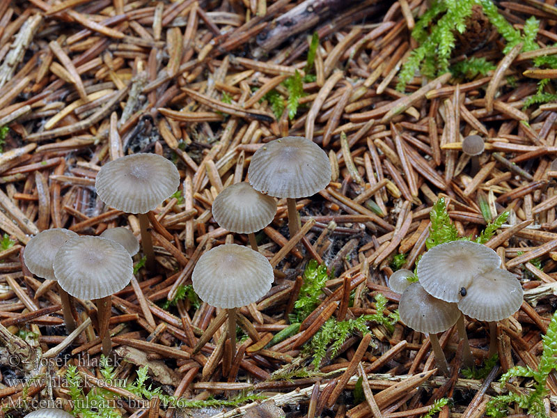 Mycena vulgaris bm7426