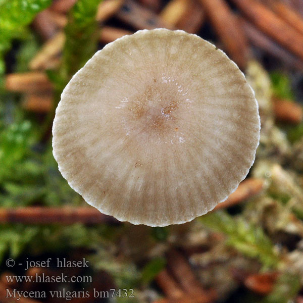 Mycena vulgaris bm7432