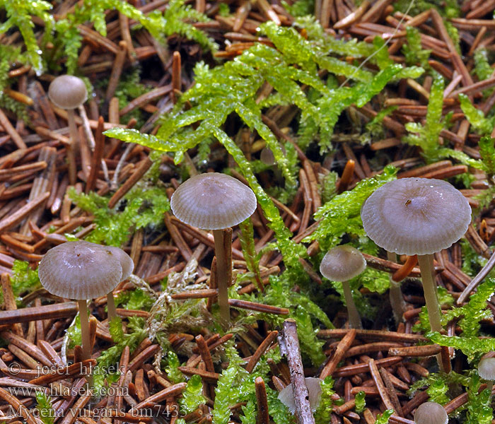 Mycena vulgaris bm7433