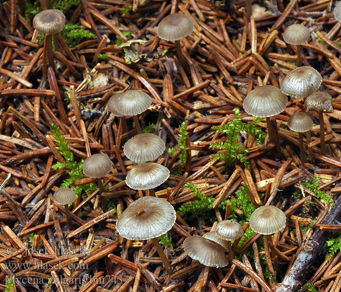 Mycena vulgaris bm7437