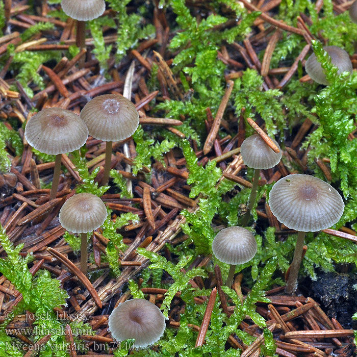 Grzybówka żelatynowoblaszkowa Klisterhette Klebriger Helmling Nyálkás kígyógomba Kleefsnedemycena Mycène commun Limahiippo Klæbrig huesvamp Mycena vulgaris Helmovka obecná Klibbhätta Prilbička obyčajná Мицена обыкновенная