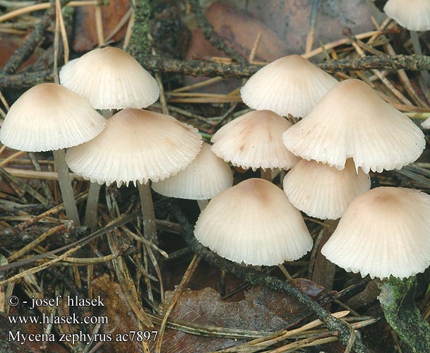 Mycena zephyrus zephirus Prilbička Helmovka zefírová zefýrová vzdušná Grzybówka rdzawoplamista Rostfleckiger Helmling Rostiger Zefirna čeladica Brunplettet huesvamp Roestvlekkenmycena Fläckhätta