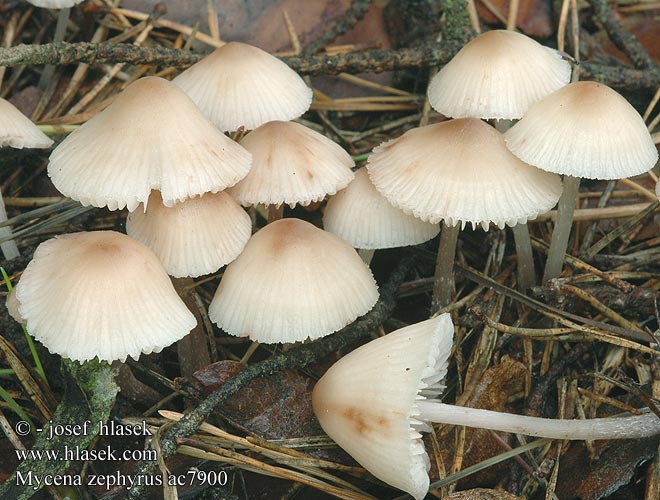 Mycena zephyrus Grzybówka rdzawoplamista Rostfleckiger Helmling Rostiger Zefirna čeladica Brunplettet huesvamp Roestvlekkenmycena Fläckhätta zephirus Prilbička Helmovka zefírová zefýrová vzdušná