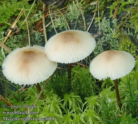 Mycena zephyrus Brunplettet huesvamp Roestvlekkenmycena Fläckhätta zephirus Prilbička Helmovka zefírová zefýrová vzdušná Grzybówka rdzawoplamista Rostfleckiger Helmling Rostiger Zefirna čeladica