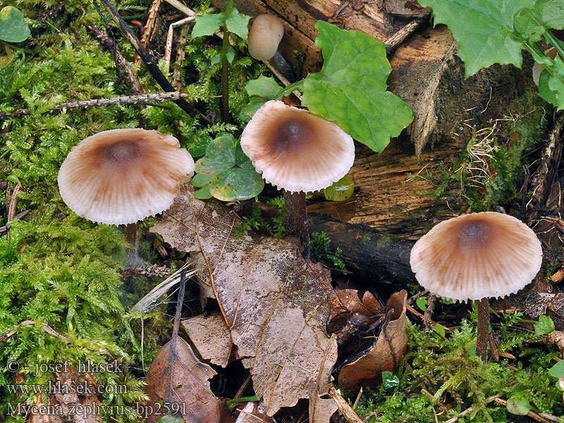 Fläckhätta Мицена зефирус Mycena zephyrus zephirus Prilbička Helmovka zefírová zefýrová vzdušná Grzybówka rdzawoplamista Rostfleckiger Helmling Rostiger Zefirna čeladica Brunplettet huesvamp Roestvlekkenmycena