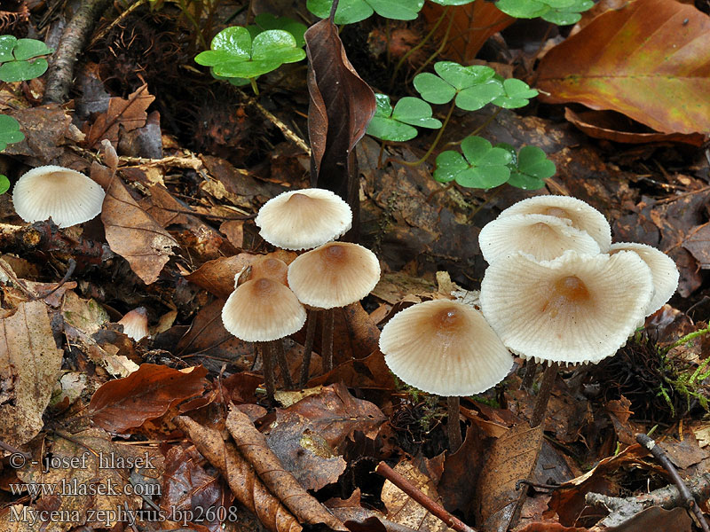 Helmovka zefírová zefýrová Fläckhätta Мицена зефирус Mycena zephyrus zephirus Prilbička zefírová Grzybówka rdzawoplamista Rostfleckiger Helmling Rostiger Zefirna čeladica Brunplettet huesvamp Roestvlekkenmycena