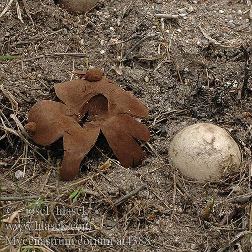 Mycenastrum corium Lycoperdon Škárka hvězdicovitá kožovitá Grzybogwiazd skórzasty Læderbold Lederster Sternstäubling Миценаструм толстокожий