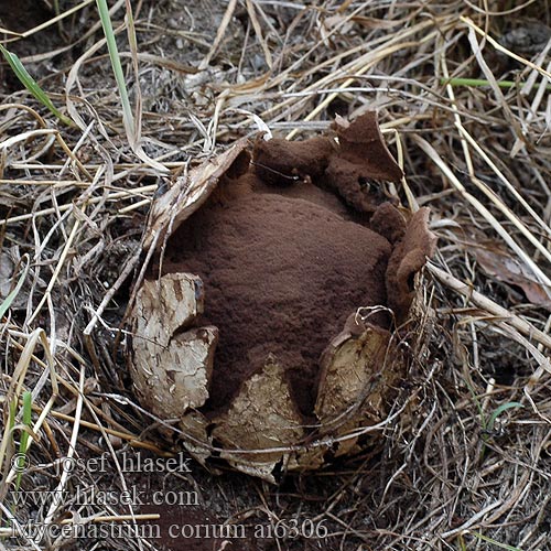 Mycenastrum corium Grzybogwiazd skórzasty Læderbold Lederster Sternstäubling Миценаструм толстокожий Lycoperdon Škárka hvězdicovitá kožovitá