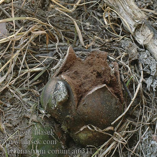 Mycenastrum corium Sternstäubling Миценаструм толстокожий Lycoperdon Škárka hvězdicovitá kožovitá Grzybogwiazd skórzasty Læderbold Lederster