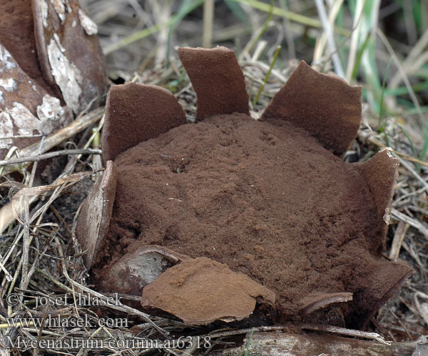 Mycenastrum corium Миценаструм толстокожий Lycoperdon Škárka hvězdicovitá kožovitá Grzybogwiazd skórzasty Læderbold Lederster Sternstäubling