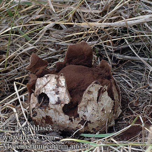 Mycenastrum corium Læderbold Lederster Sternstäubling Миценаструм толстокожий Lycoperdon Škárka hvězdicovitá kožovitá Grzybogwiazd skórzasty