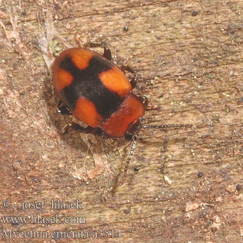 Mycetina cruciata Kreuzbinden-Pilzkäfer Плеснеед крестоносец