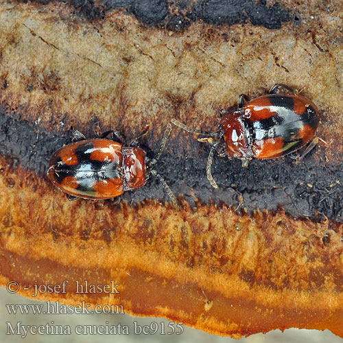 Kreuzbinden-Pilzkäfer Плеснеед крестоносец Mycetina cruciata