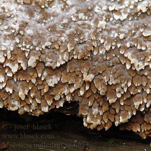 Odontia nothofagi Mycoacia Phlebia Hrotnatečka sladkovonná