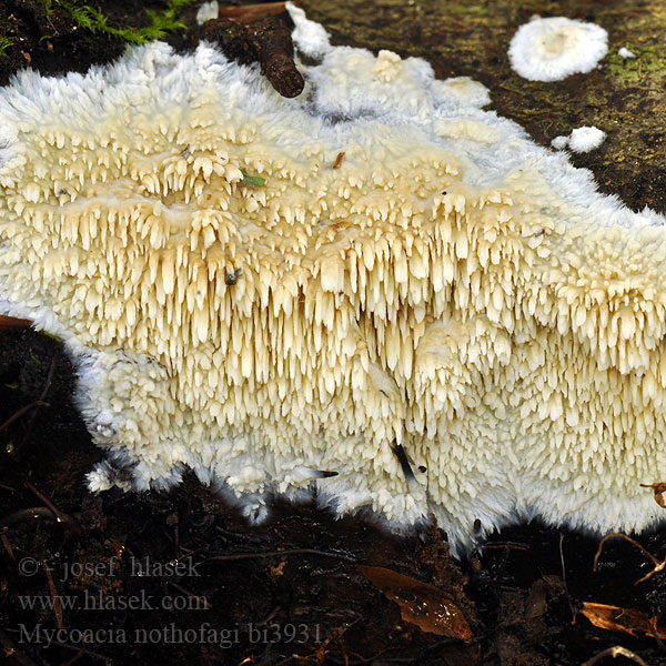 Odontia Phlebia nothofagi Mycoacia Hrotnatečka sladkovonná