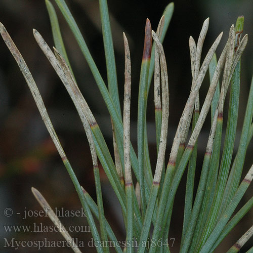 Mycosphaerella dearnessii aj8647