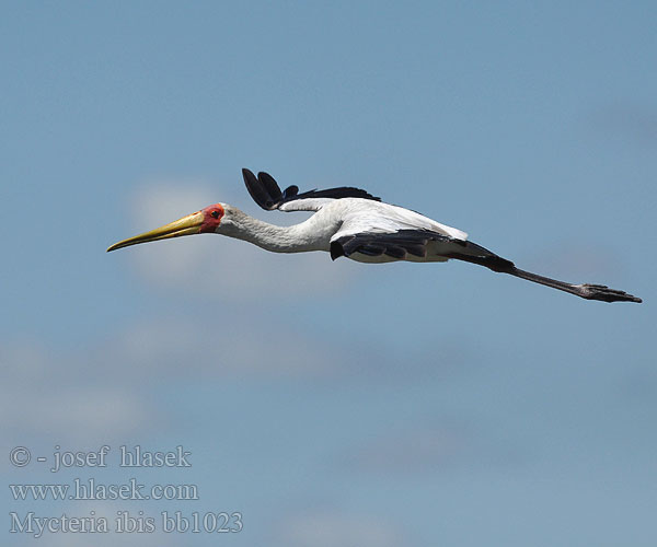 Mycteria ibis Yellowbilled Yellow-billed Stork Afrikansk Gulnæbbet