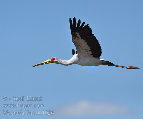 Afrikansk Gulnæbbet Skovstork Afrikaniibishaikara Tantale ibis