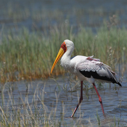 Nesyt africký Tántalo Africano Afrikansk ibisstork Sarı