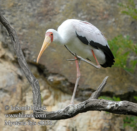 Yellowbilled Yellow-billed Stork Afrikansk Gulnæbbet