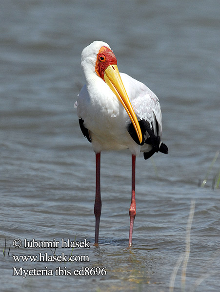 Mycteria ibis ed8696