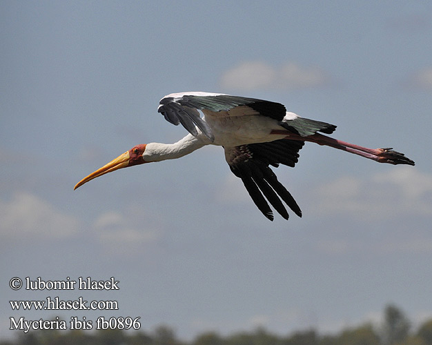 Mycteria ibis fb0896