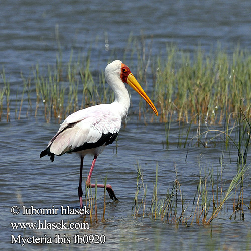 Yellowbilled Yellow-billed Stork Afrikansk Gulnæbbet